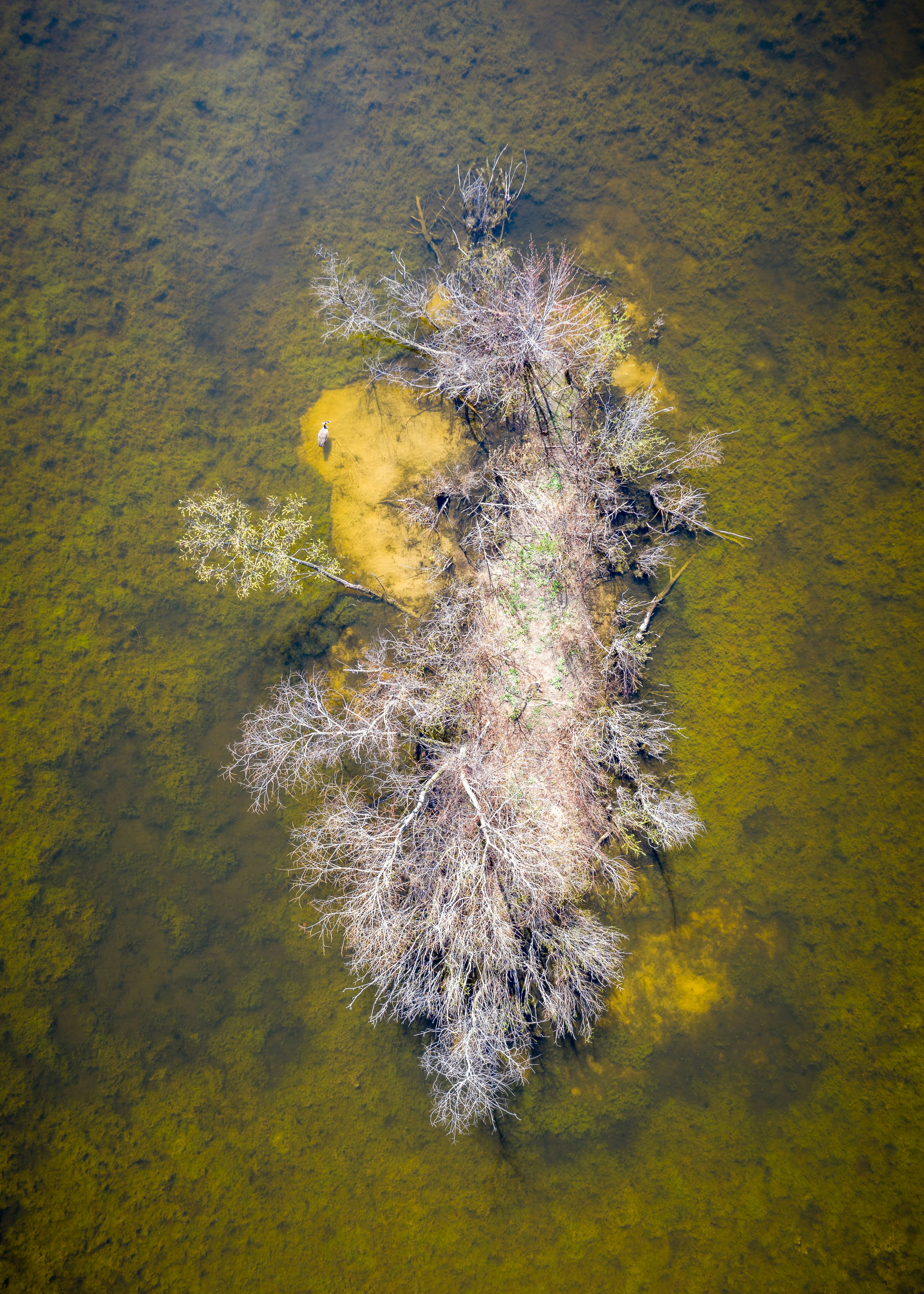 aerial photo of brown trees